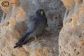 Falco concolor
